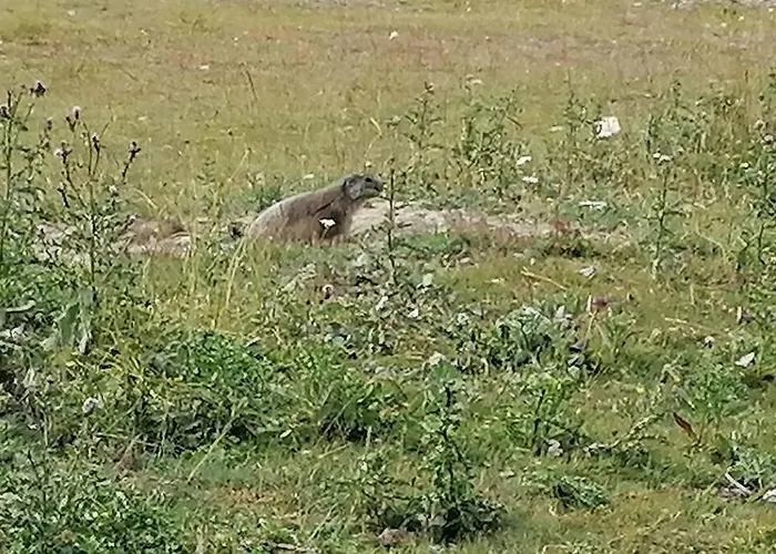 Dans Station De Aux Pieds Des Pistes Selonnet
