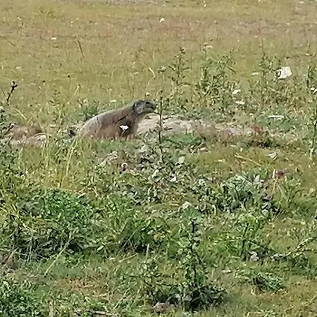 Dans Station De Aux Pieds Des Pistes Селоне